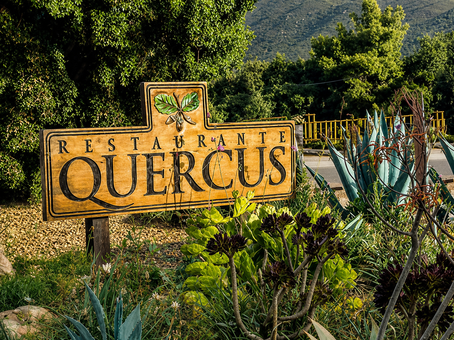 Quercus - imagen 2